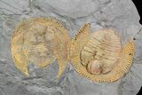 Two Orange Declivolithus Trilobite (Pos/Neg Split) Morocco #92486-1